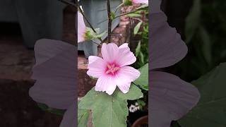 Lavatera quotBarnsley Babyquot A beautiful plant now coming into its best [upl. by Doone278]