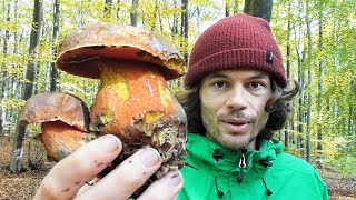 Im Pilze Paradies  Pilze Sammeln Ende Oktober  Steinpilze ASMR [upl. by Alfonso]