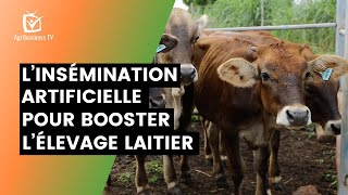 Burkina Faso  L’insémination artificielle pour booster l’élevage laitier [upl. by Nocaed522]