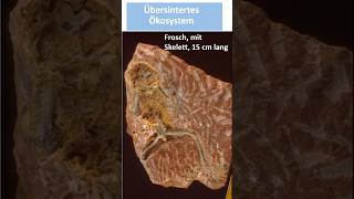 Ca 14 Millionen Jahre alte Lebewelt im Sinter erhalten [upl. by Parker708]