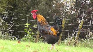 Rooster nonstop crowing loud in the morning [upl. by Mohorva]