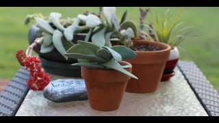 Tips for growing propeller plant crassule falcata [upl. by Komsa]