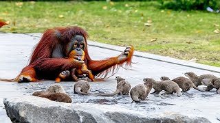 Orangutan Was Dying of Loneliness Until These Rascals Moved in With Him Look What Happened After [upl. by Ebony853]