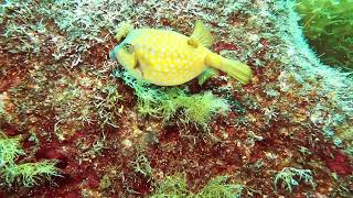 【睡眠用・映像記録】ウツボと案外仲いいハコフグの食事風景をずっと見る Watching the boxfish surprisingly good friends with moray eels [upl. by Aernda]