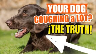 IS Your DOG COUGHING a Lot ☝️🐶It Could Be Collapsed Trachea [upl. by Rheims]