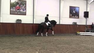 Franklin  Helgstrand Dressage Stallion show 2015 [upl. by Atilef]