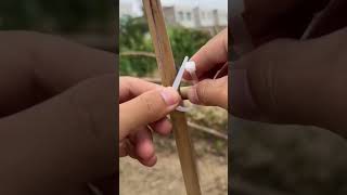 Fastening process of vegetable garden bamboo frame [upl. by Eema]