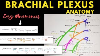 Glossopharyngeal Nerve  Course and Distribution  Neuroanatomy [upl. by Nomad]