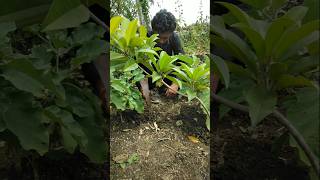 Brinjal plant is irrigated in different ways nature gardening brinjalplant shorts [upl. by Marcos]