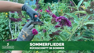 Sommerflieder schneiden im Juli  August So blüht dein Schmetterlingsflieder den ganzen Sommer [upl. by Amitie]