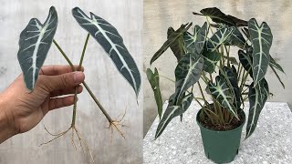 Method of propagating Alocasia Amazonica from leaves [upl. by Teece257]