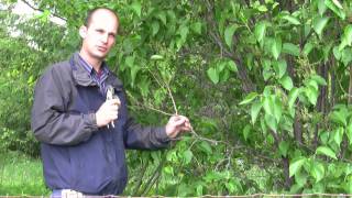 How to Prune Lilac Bushes  Gurneys Video [upl. by Kent]