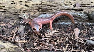 Day 222 2024 California Newt Taricha torosa [upl. by Arval]