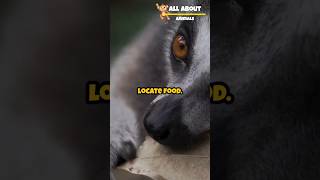 AyeAye the strangest animal facts wildlifefascination musicmashup shorts animals bassboosted [upl. by Warrenne474]