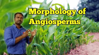 Morphology of Flowering Plants Class 11 Biology NEET  Roots Stem Modification [upl. by Irot]