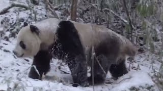 Wild Panda Winter Survival  Wild China  BBC Studios [upl. by Nnayd]