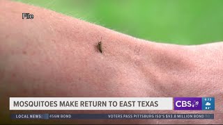 Recent East Texas weather becomes the perfect environment for mosquitos to thrive [upl. by Naux158]