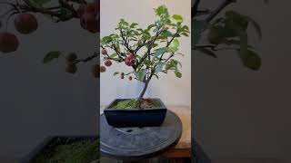 Pommier en bonsai [upl. by Hyozo]