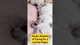 Tender Moment of Caring for a Nursing Puppy by Gently Wiping its Nose When Milk Dribbles Out [upl. by Ducan]