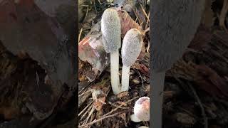 Гнойовик пухнастий  Coprinopsis lagopus   санітар лісу ліс гриби nature [upl. by Aihsenak]