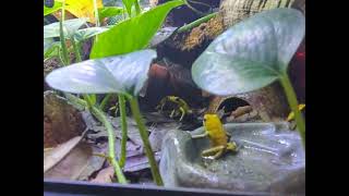 Froglet Feast FrogTastic Rogerhillthesnakepitduluth [upl. by Vevay407]