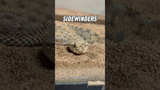 sidewinders snake science sciencefacts [upl. by Grizel754]