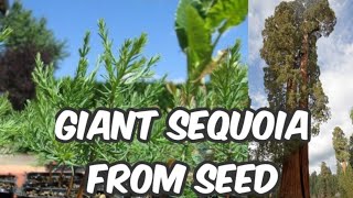 How To Grow Giant RedwoodSequoia From Seed [upl. by Enilram342]