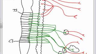 Autonomic Nervous System Anatomy Introductionpptx [upl. by Nodnil]