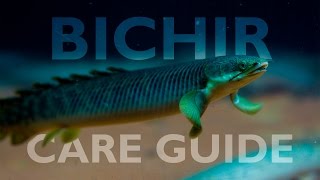 Bichirs An Ultimate Care Guide [upl. by Adlesirk296]