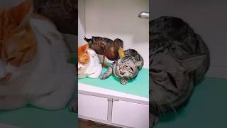 FUNNY CAT AND DUCK 🦆😺 cat funnypet funny laughoutloudcats catvideos cute funnyanimals pets [upl. by Skardol564]