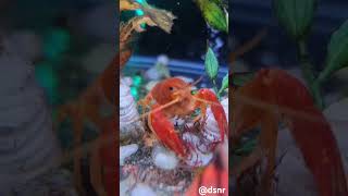 lobster eat bloodworm kawaii lobsterhias makananlobster bloodworms [upl. by Alracal]