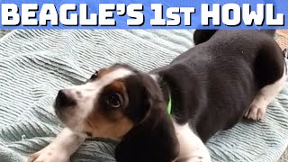 Adorable Beagle Puppys First Epic Howling Moment [upl. by Piers]