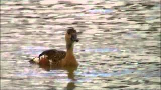 Wandering Whistling Duck [upl. by Maisel]