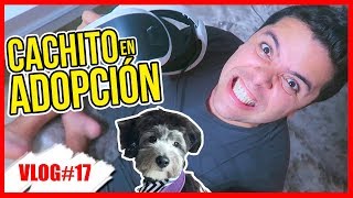 ¿CACHITO EN ADOPCIÓN 12 Sept 2017 [upl. by Swinton]