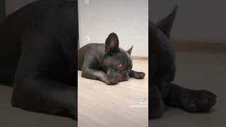 French bulldog dog frenchie [upl. by Nner]