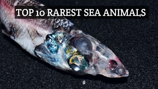 Top 10 Rarest Sea Animals in the World [upl. by Mafalda605]