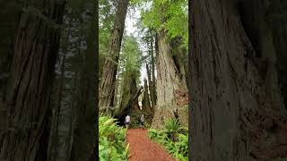 Hiking Through Beautiful Redwood Trees [upl. by Peery95]