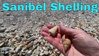 Shelling On Sanibel Island 2023  Shell Pile Near The Island Inn [upl. by Ettessil983]