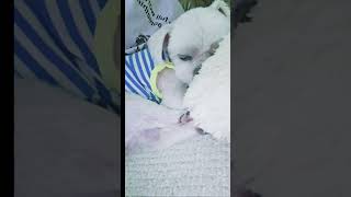 미용이 힘들었나봐요ㅠ 엄마품에서 꿀잠중미니말티즈 강아지일상 cutedog maltese 반려견자장가섬집아기 [upl. by Jacinta850]