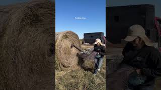 I love this set of first and second calvers agtalkwithalex cattlerancher rancher [upl. by Luebke242]