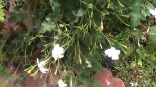 Jasmine grandiflorum Chameli Poets Jasmine Spanish Jasmine French Jasmine [upl. by Nelleus]