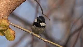 Çam baştankarası Coal Tit  Periparus ater [upl. by Millman]