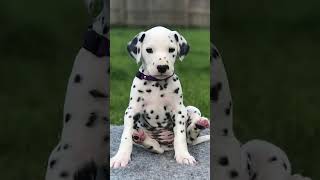 🐾✨ Dalmatian The Spotted Icon and Loyal Companion 🖤🤍 Dog Dogs Dogfacts Dalmatian Dalmatians [upl. by Dor]