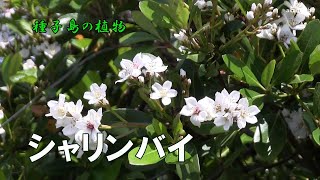 シャリンバイ 春のころ枝先に円錐花序を出し芳香性のある白い花を多数咲かせた開花風景令和4年～種子島の植物 [upl. by Sidnal]