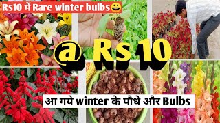 winter plants saplings bulbs vegetable seedlings parmanent plants [upl. by Shandy]