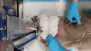 How to Apply a TieOver Bandage for a Burst Abscess Wound [upl. by Kerrin]