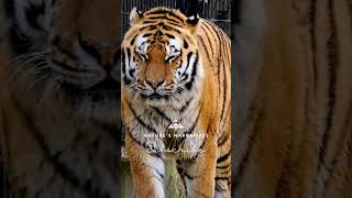 Tigers Unleashed Secrets of the Worlds Most Powerful Big Cat [upl. by Hsoj361]