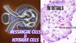 Messangial cells amp Hofbauer cells in details Cytology part 48 [upl. by Osugi]