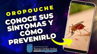 ¿Qué es el Oropouche ¿Cuáles son sus síntomas ¿Cómo puedo prevenirlo Respuestas aquí en video [upl. by Chandler102]