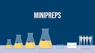 Extracting Plasmid DNA How To Do a Miniprep [upl. by Rebecca973]